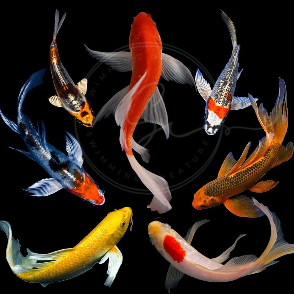Live Fish Aquarium - Różne Kolory Żywe Ryby Koi do