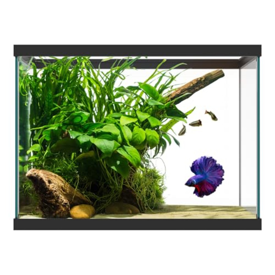 Szklane akwarium o pojemności  – Aquarium Xxl recenzja i cena