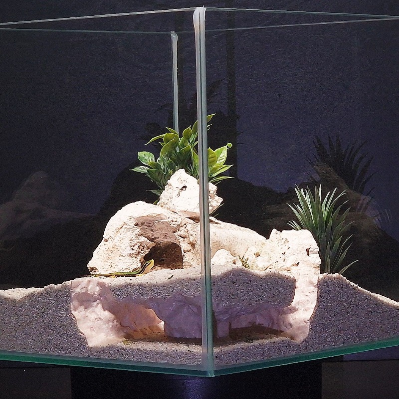 Drukowane w 3D tunelowe schron – Aquarium Fish Hiding Places recenzja i cena